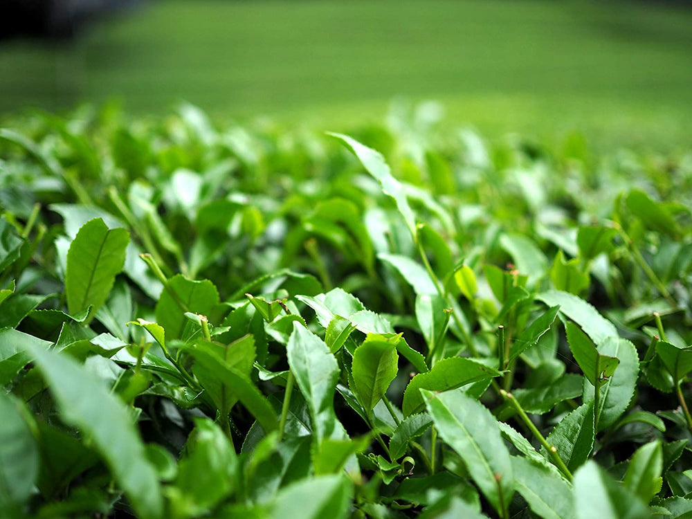 
                  
                    Matcha traditioneller grüner Tee nach Japan Art Matchapulver ideal zum kochen, backen und leckere Mixgetränke
                  
                