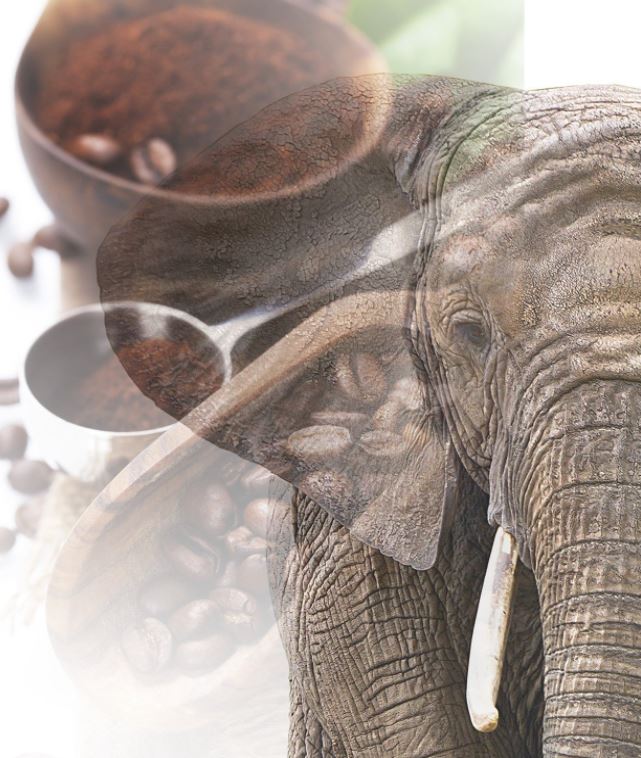 
                  
                    Jumbo Kaffee Elefantenkaffee Maragogype - Die größten Bohnen der Welt
                  
                