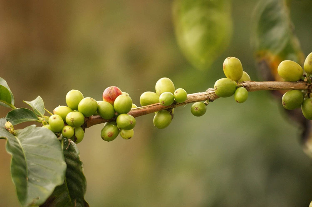 
                  
                    Länderkaffee Kaffeespezialität aus Kolumbien (Südamerika)
                  
                